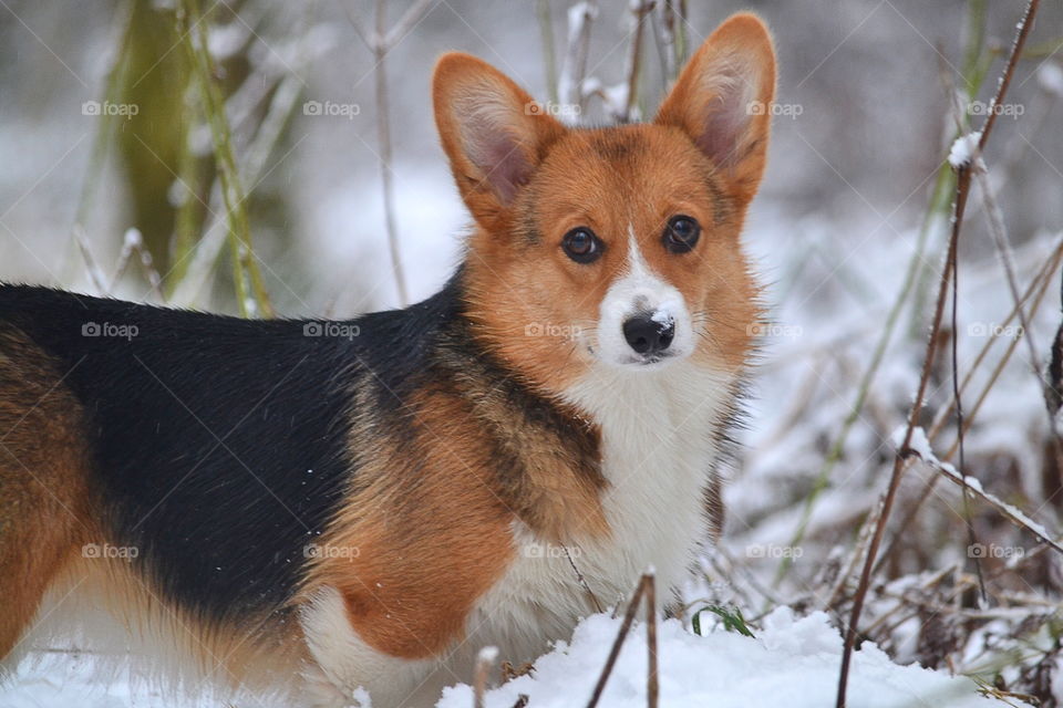 Cute dog looking into the camera 