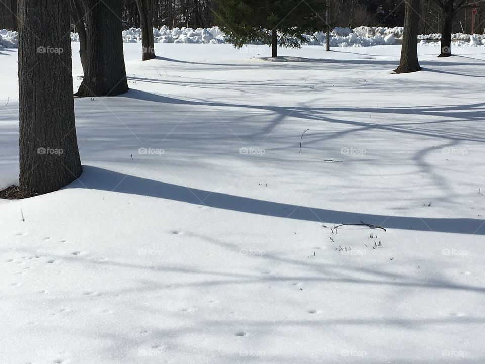 Long Shadows