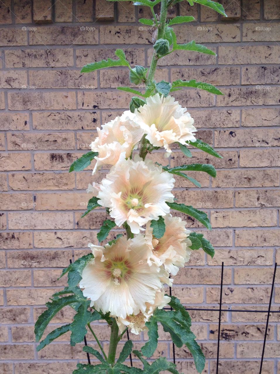 Hollyhock . Hollyhock 