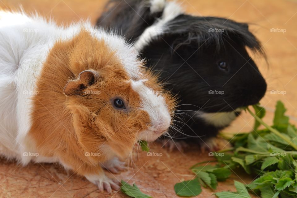 two guinea pigs pet eating home