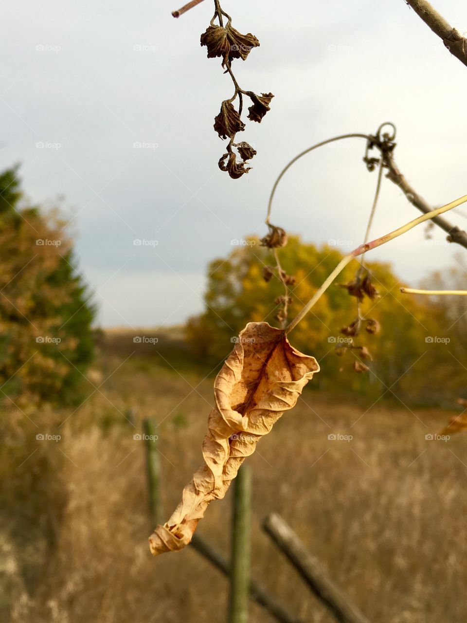 Fall leaves