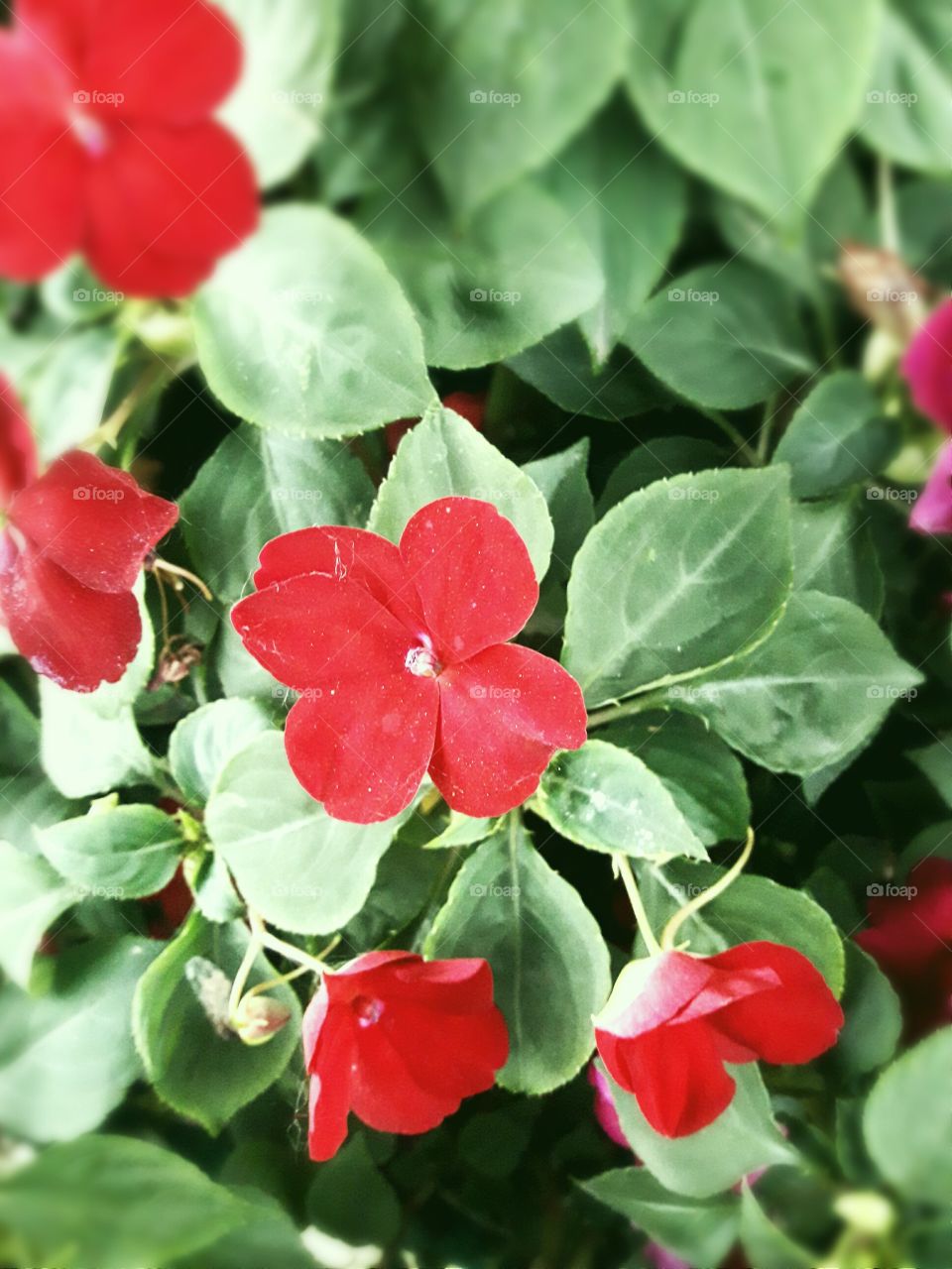 Red colour season flower with green leaf.