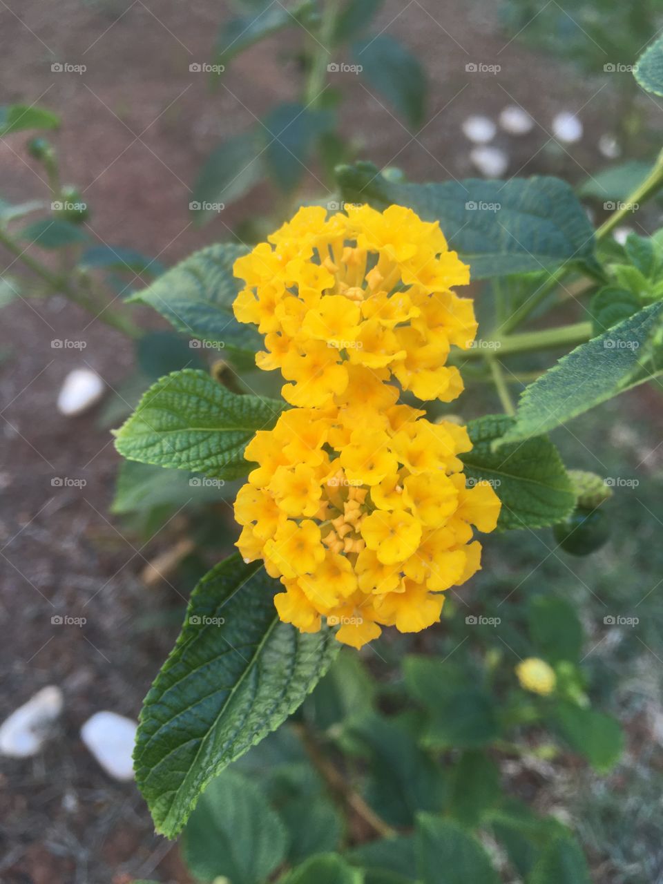 🌹 🇺🇸 Very beautiful flowers to brighten our day.  Live nature and its beauty. Did you like the delicate petals? / 🇧🇷 Flores muito bonitas para alegrar nosso dia. Viva a natureza e sua beleza. Gostaram das pétalas delicadas? 