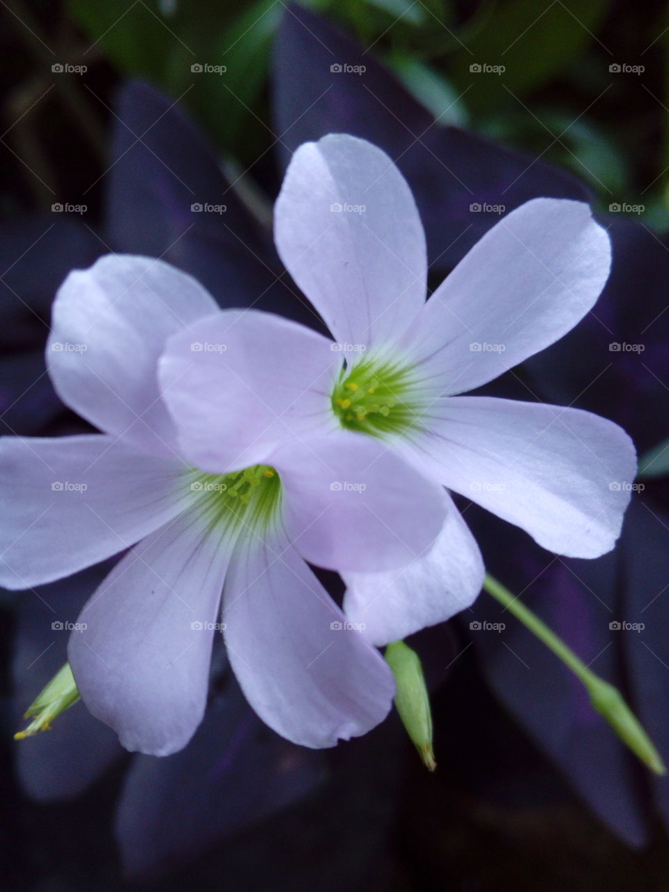 White Flowers