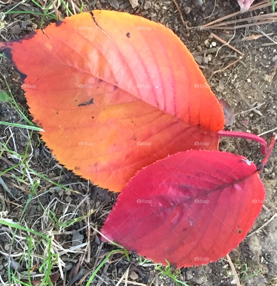 Red and orange leaves