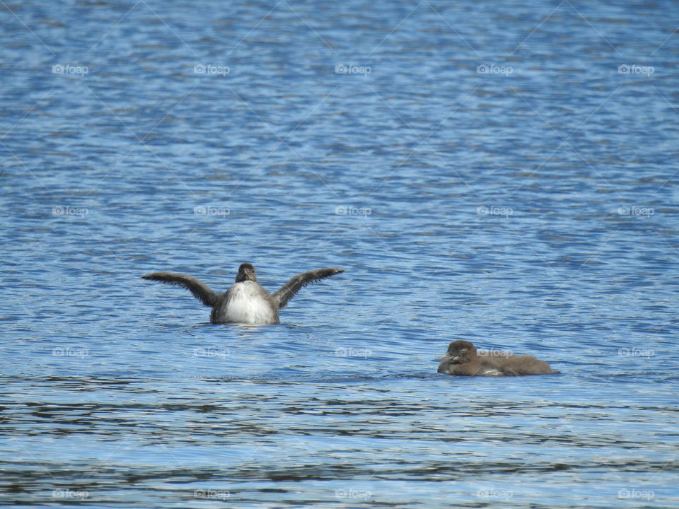 baby loons