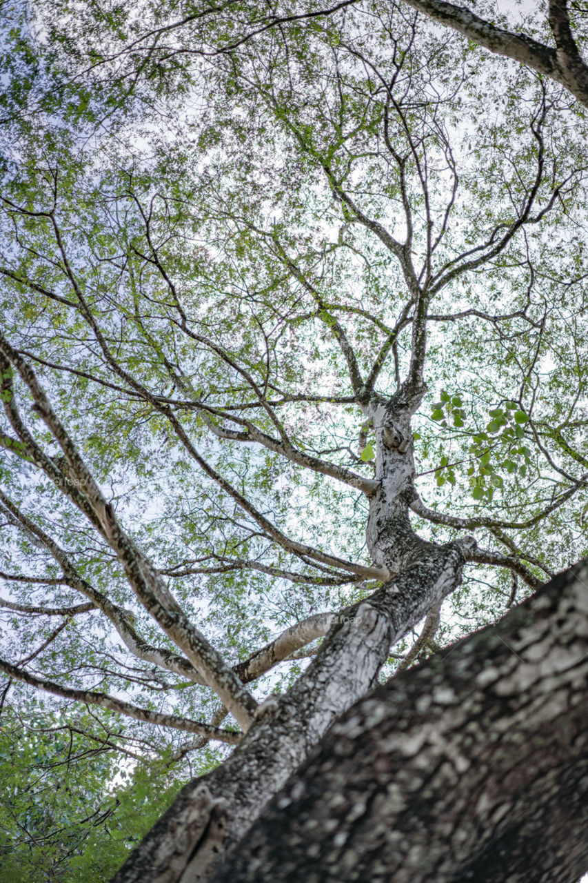 Sky between leafs