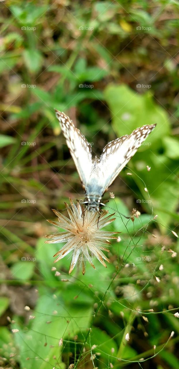 butterfly posing on a wild seed, beautiful and delicate