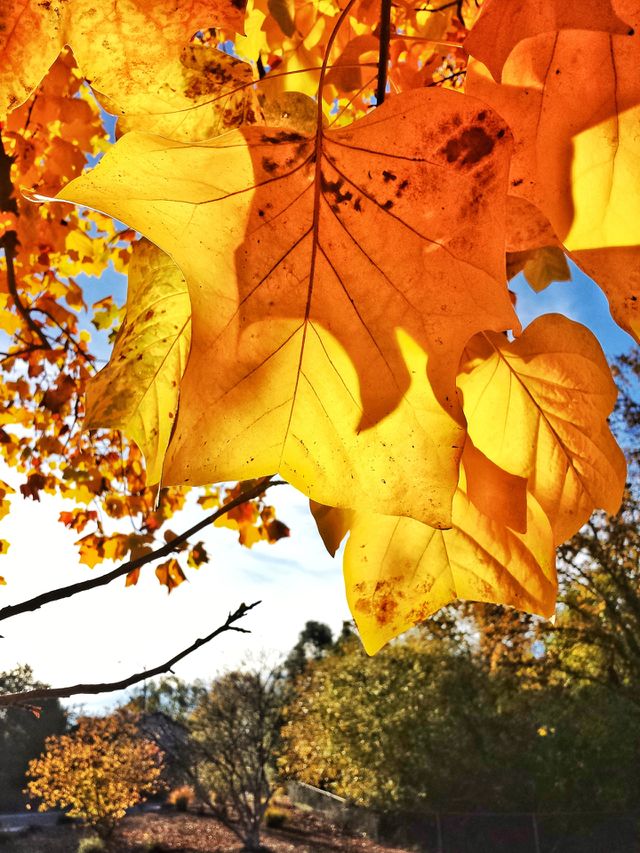 Maple