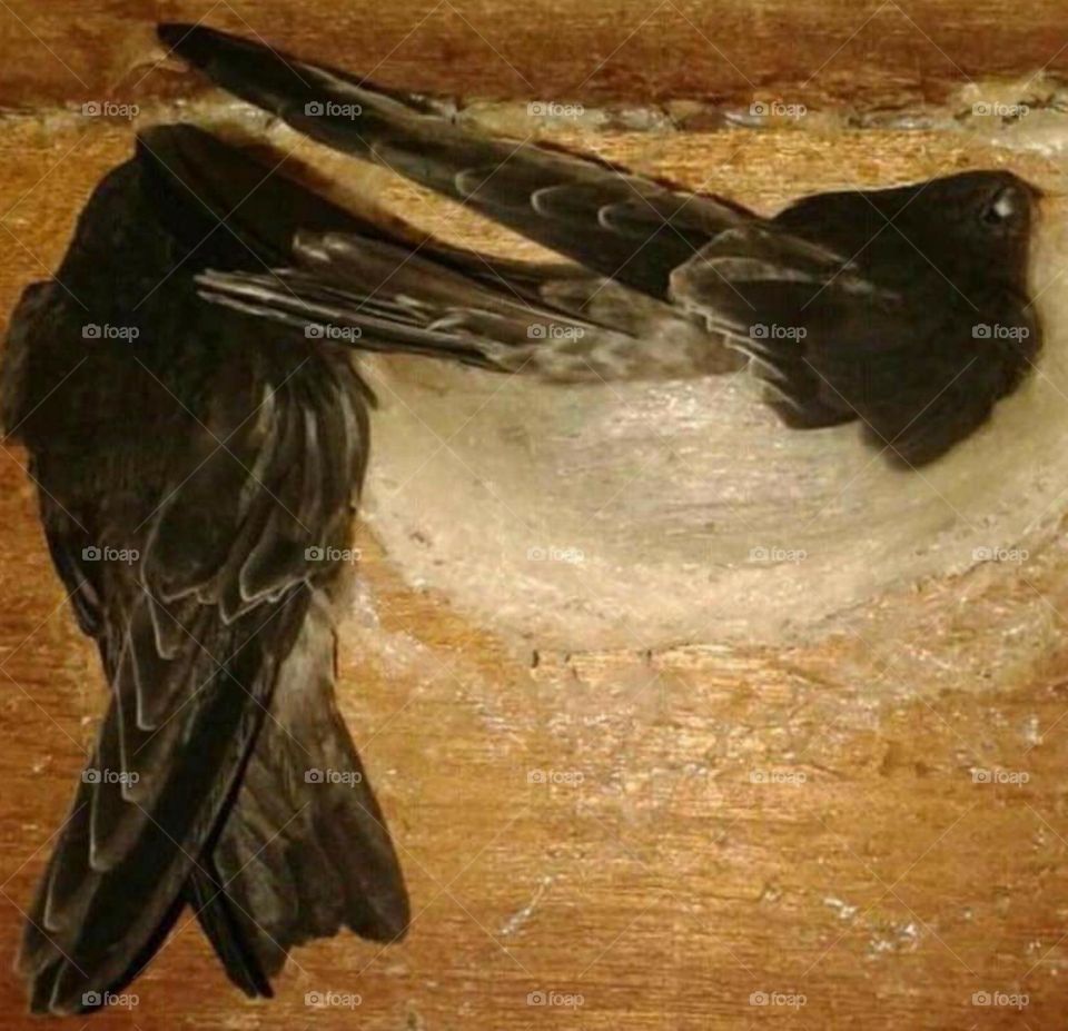 swallow