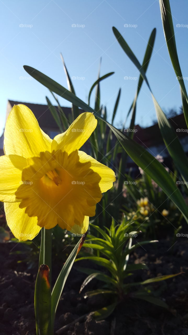Daffodil