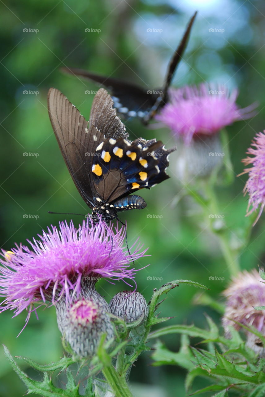 Orange and blue butterfly on thistle