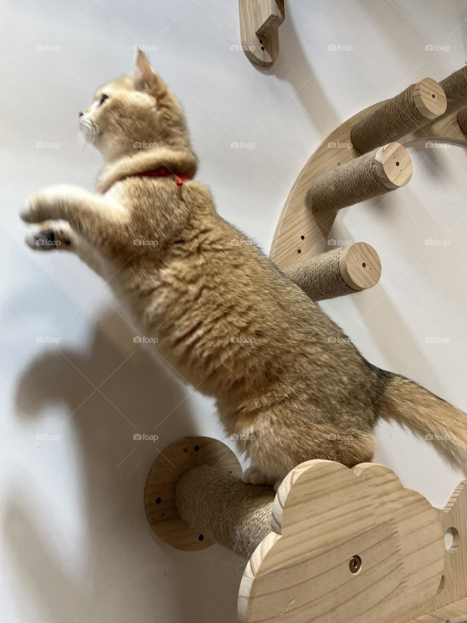 Ready? Jump jump jump to your heart. Cute and fluffy cat is ready to go. 