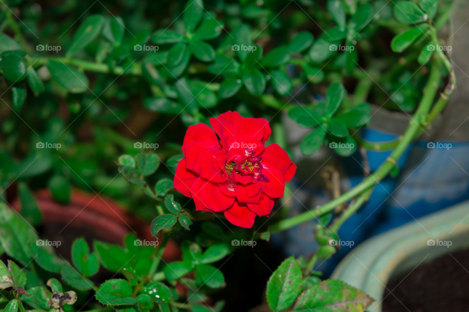 Lovely Red Flower