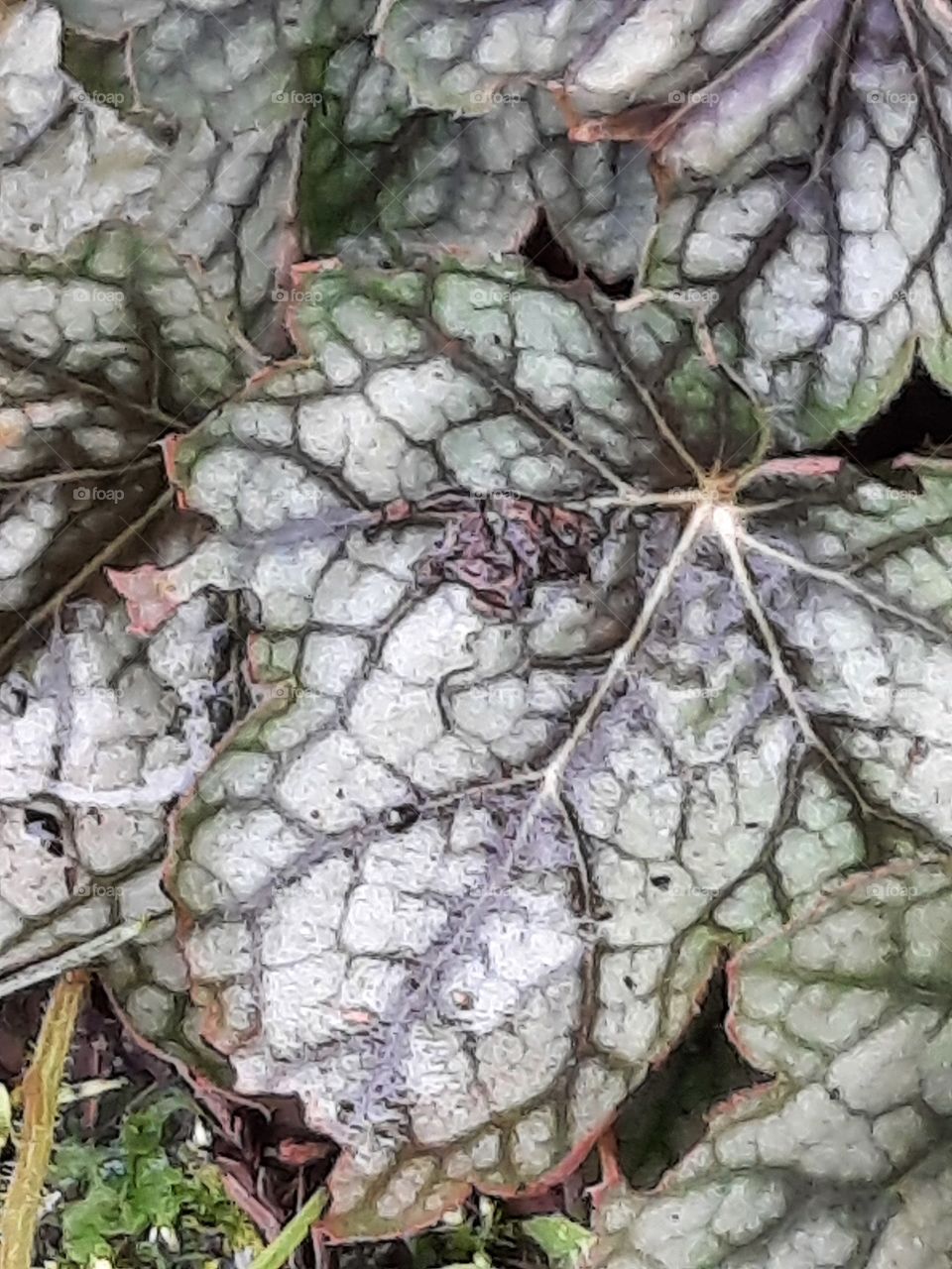 autumn  colours in garden - Ivory and green leaves of heuchera