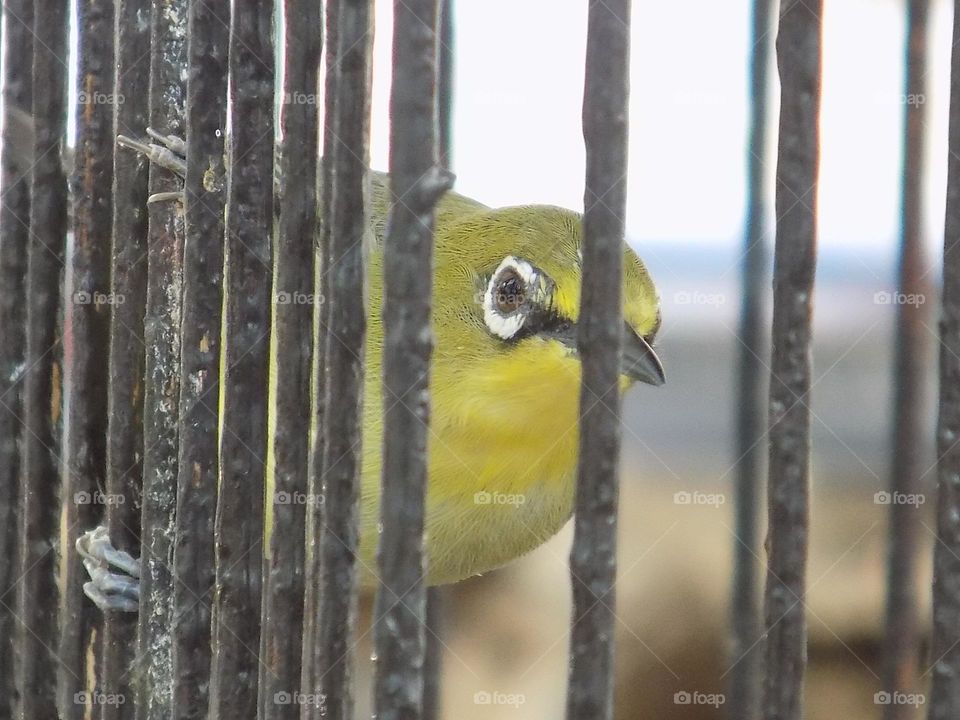 Bird in a cage