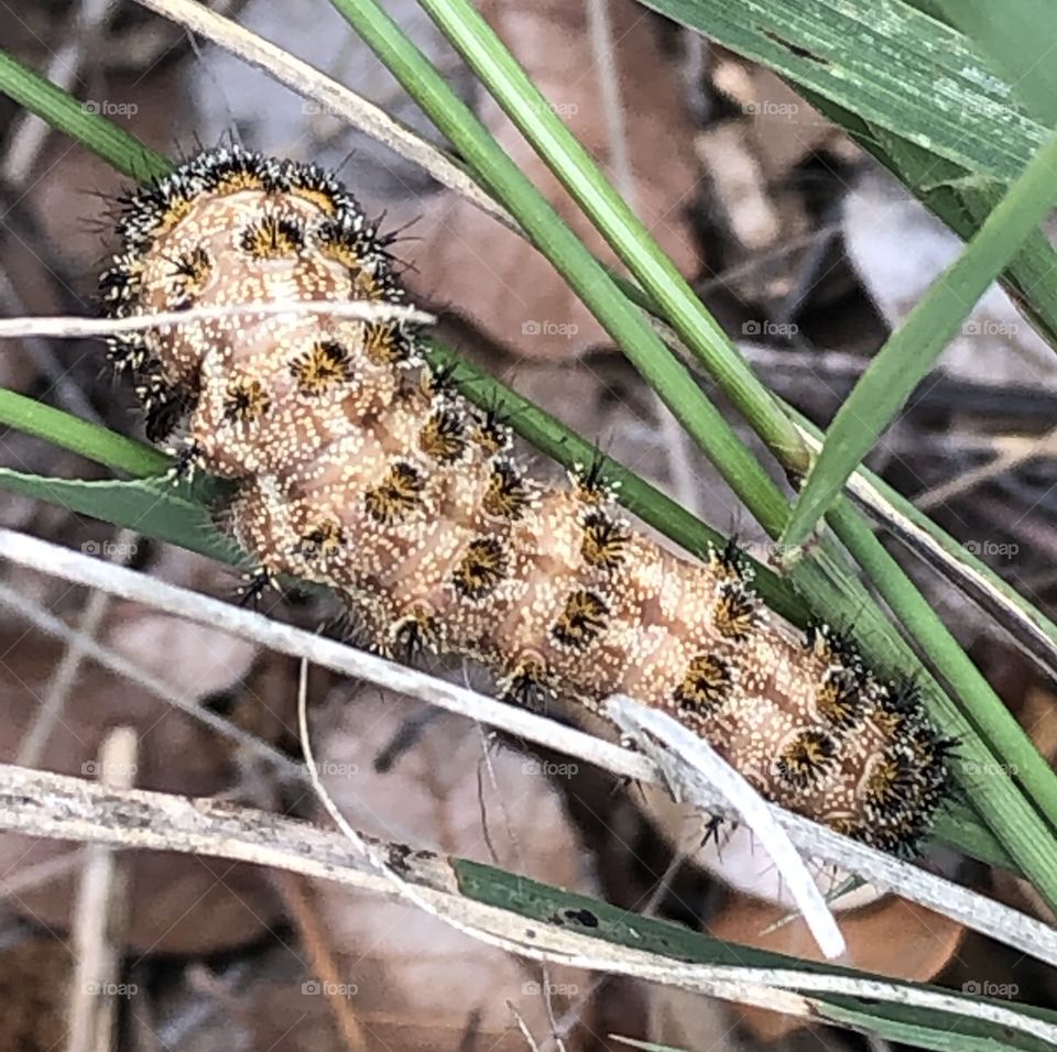 Caterpillar on grass