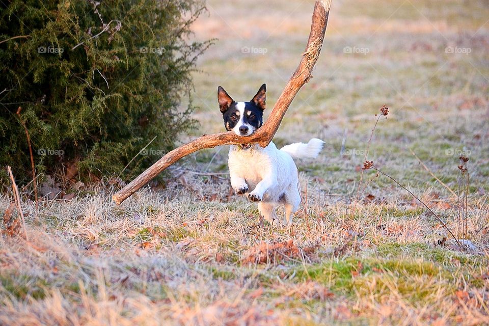 Dog carrying branch in mouth