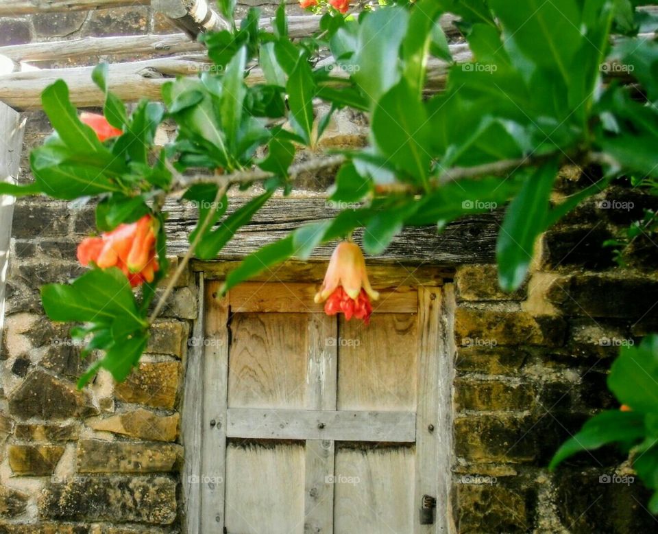Spanish Mission Door with pomegranate bush red flowers hanging