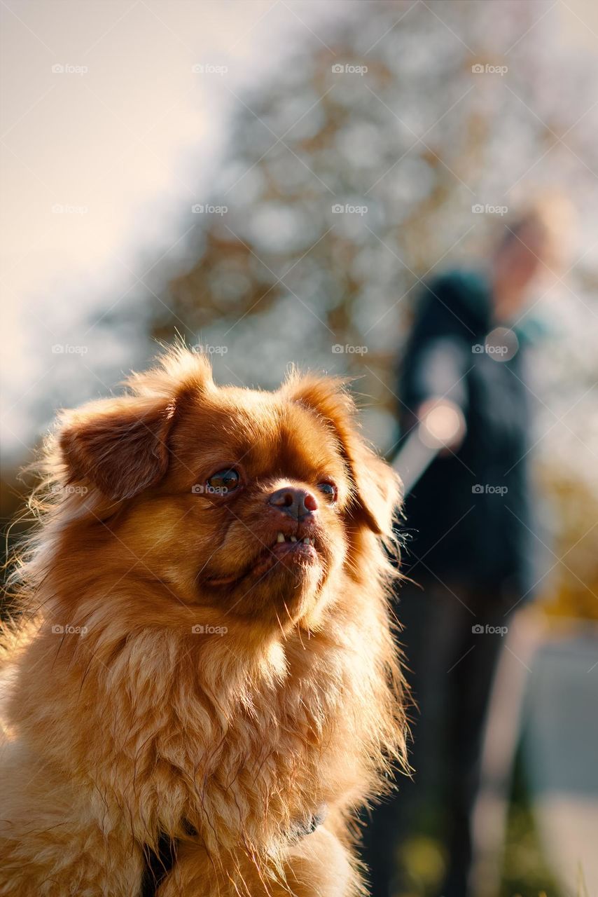 Portrait shot of little angry dog