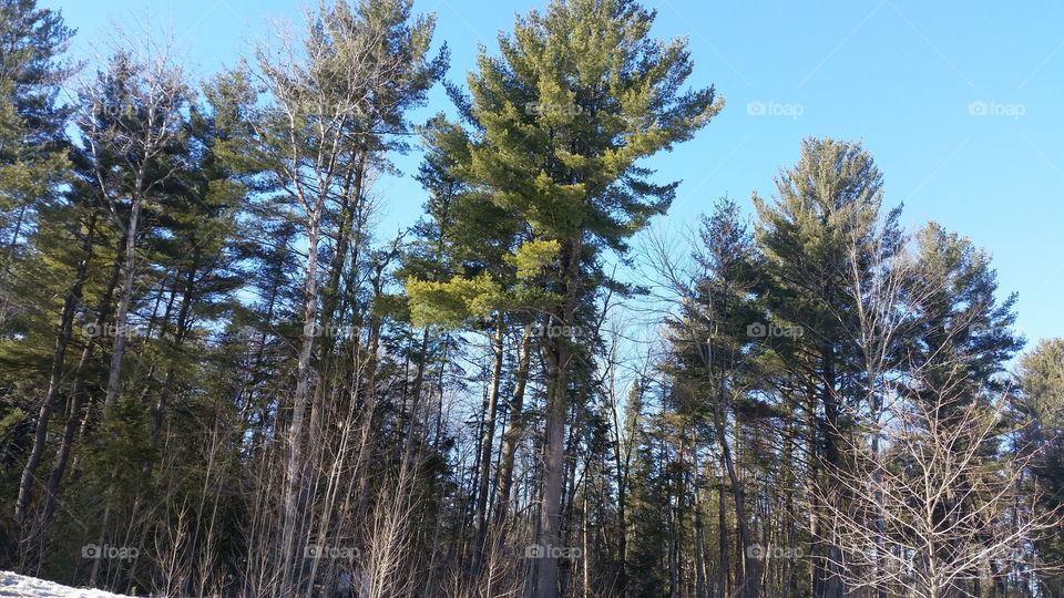 pine winter