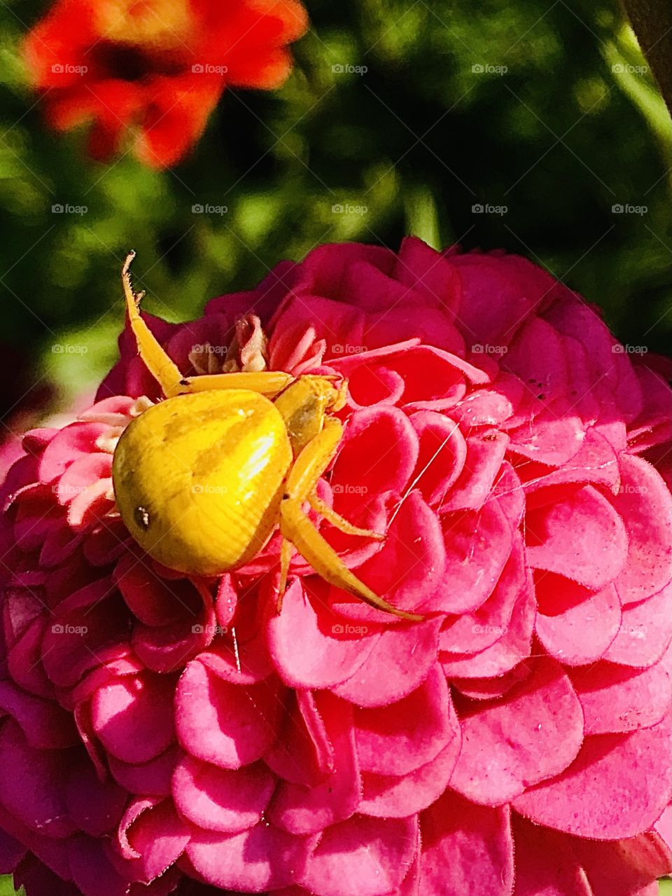 Boris the spider on a pink zinnia in our pollinator garden.  Afton Mountain, Virginia 