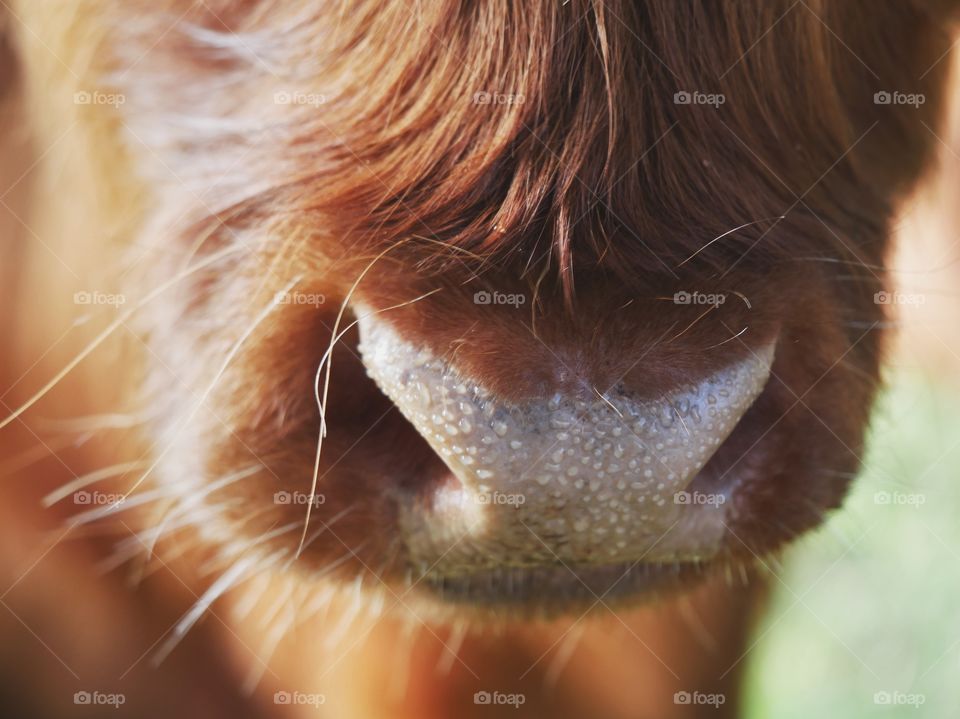 Wet highland cattle snout