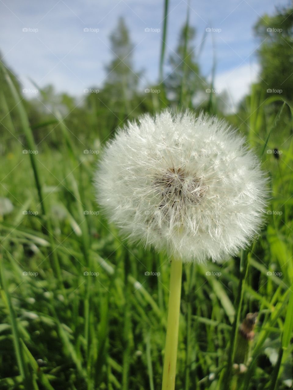 Dandelion, Summer, Grass, Flora, Nature