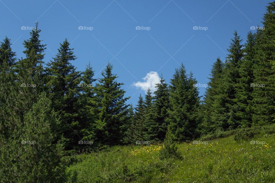 Beautiful view of meadow and trees 