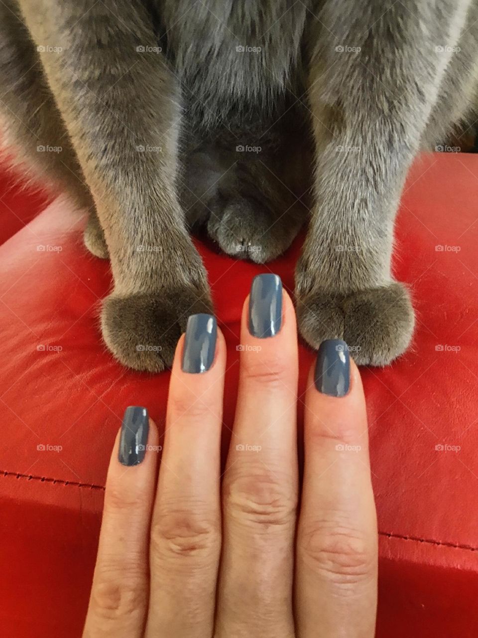 Grey nails and cat