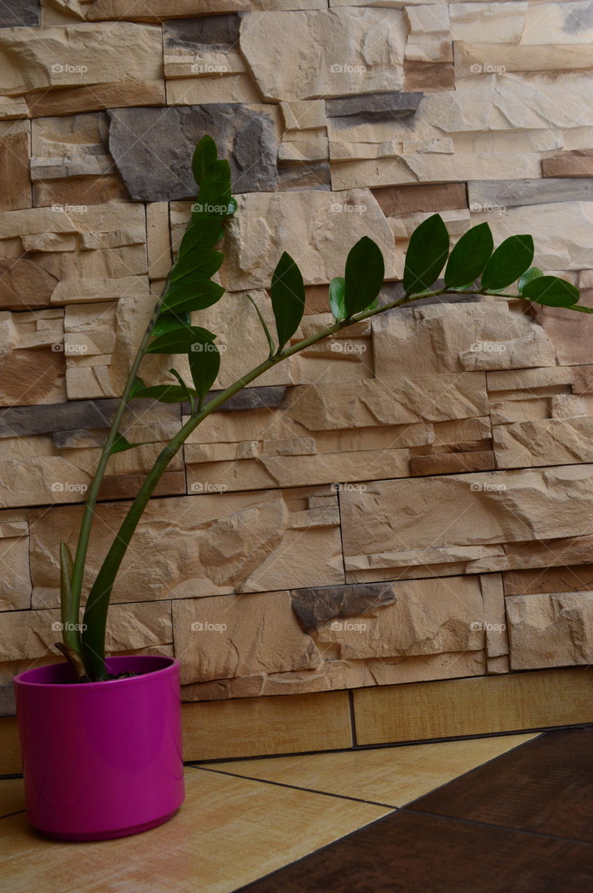 HOUSE PLANTS IN POTS