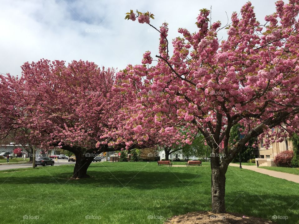 Cherry blossoms on campus