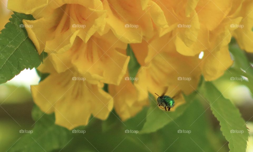 A green bee or orchid bee flies around the flowers of a yellow ipe, a typical Brazilian tree. 