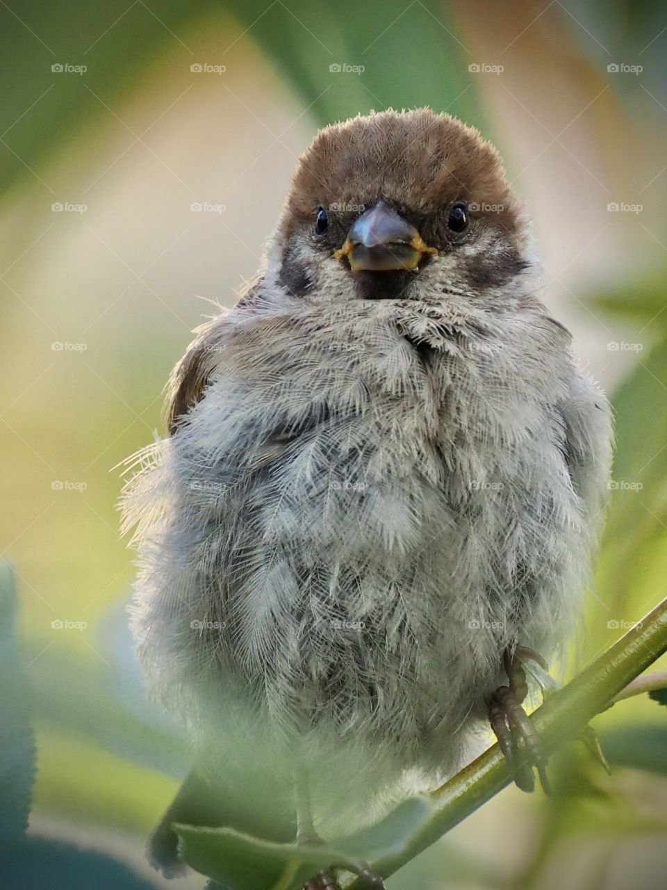 Little sparrow