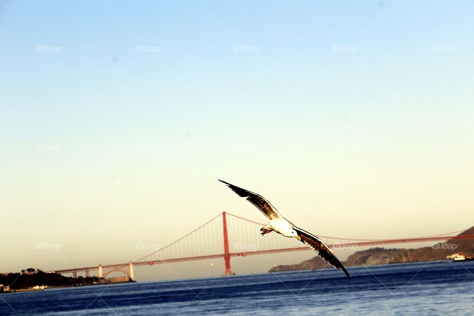 wildlife in the Bay Area