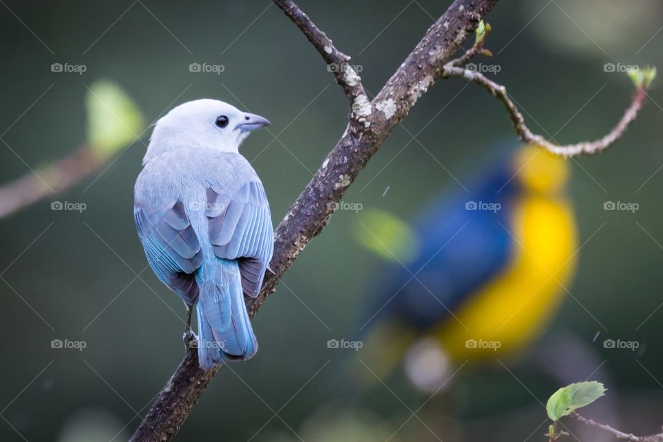 Pale blue bird looking right. Pale blue bird sits on a tree branch and looks right. Out of focus bird in the background. The blue grey tanager