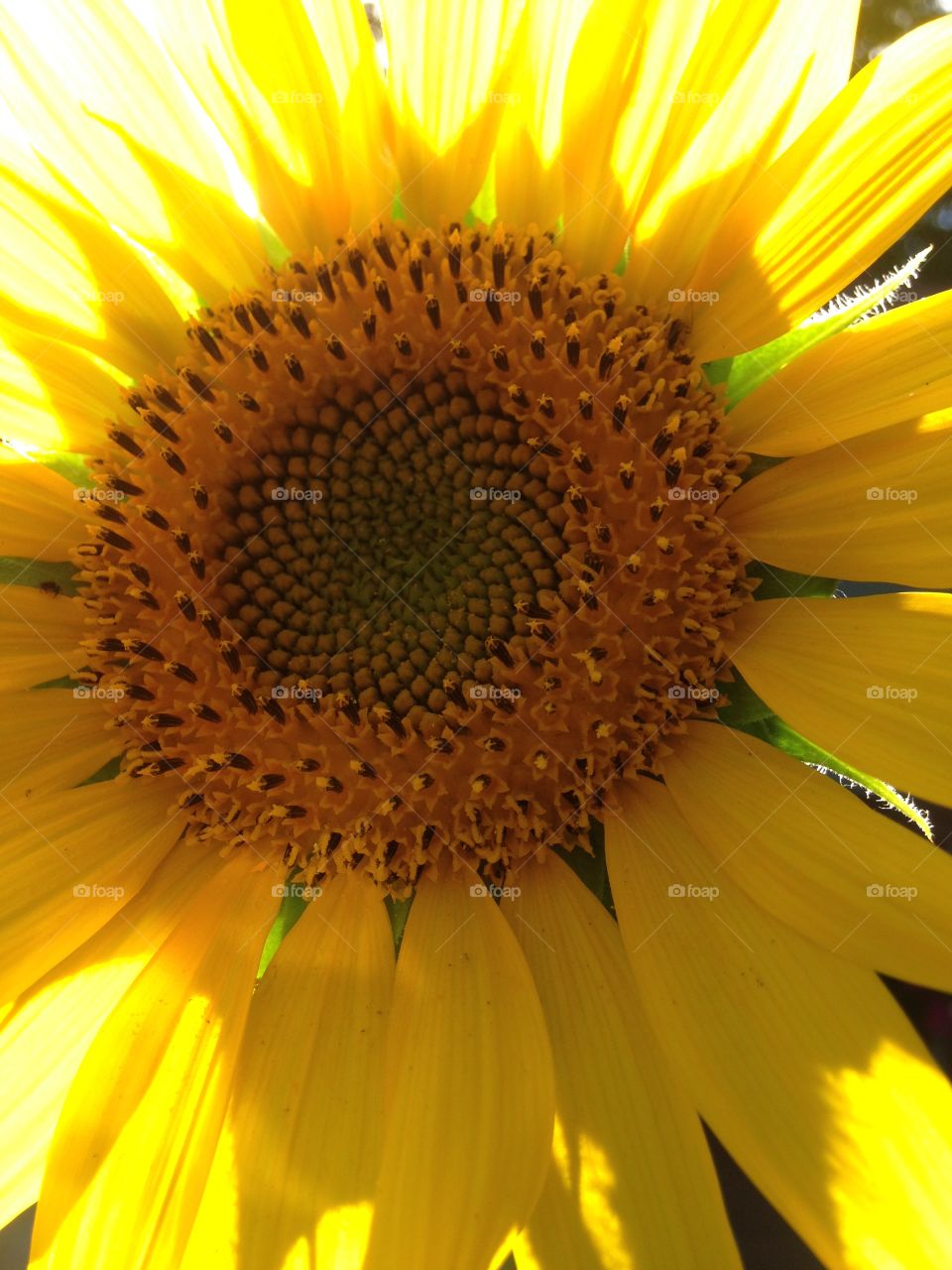 Sunflower at sunset
