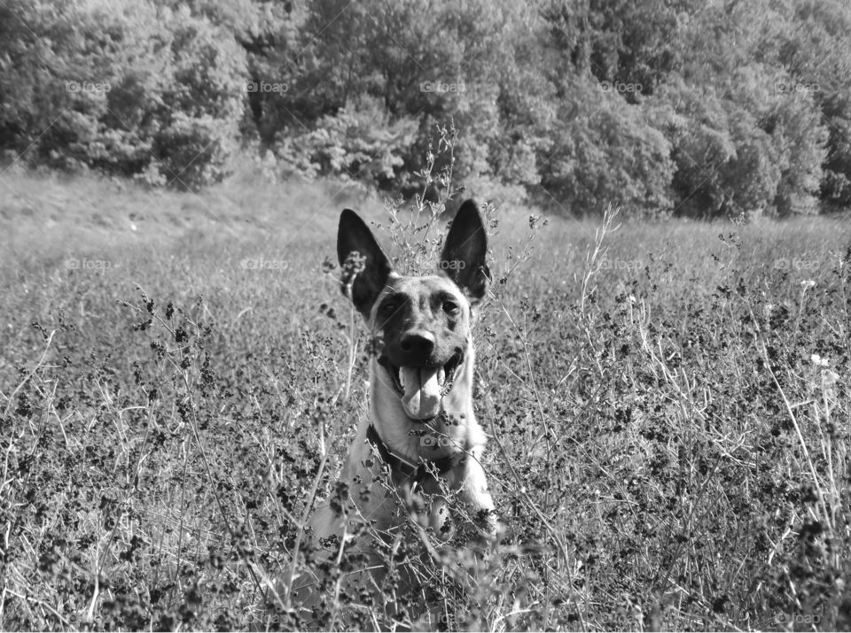 Belgian shepherd malinois dog