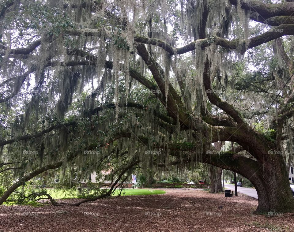 Beaufort South Carolina Stunning Live Oak Tree 