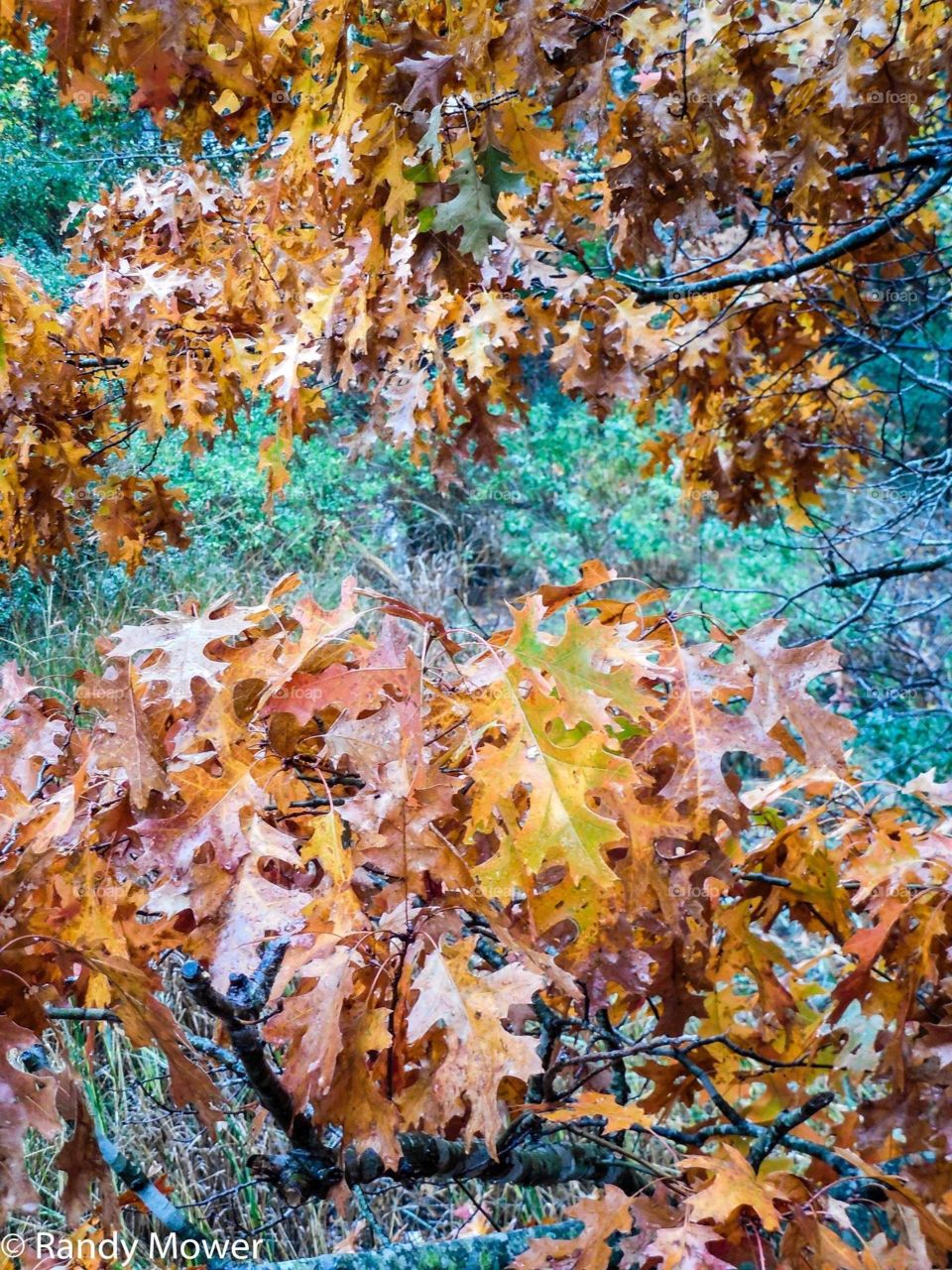 Fall, Leaf, Nature, Season, Tree