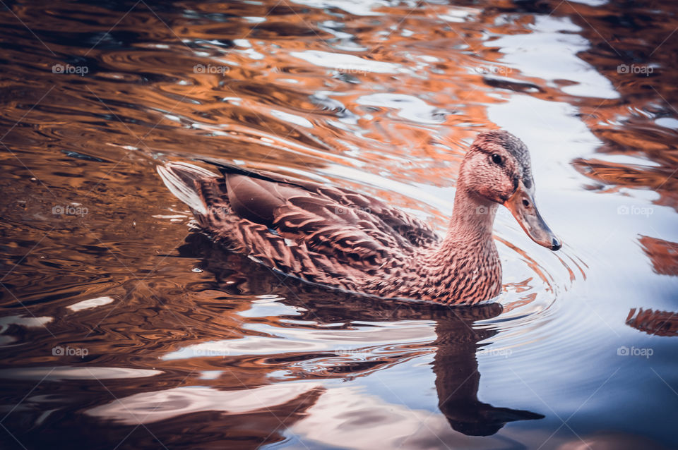 A duck swims in a pond