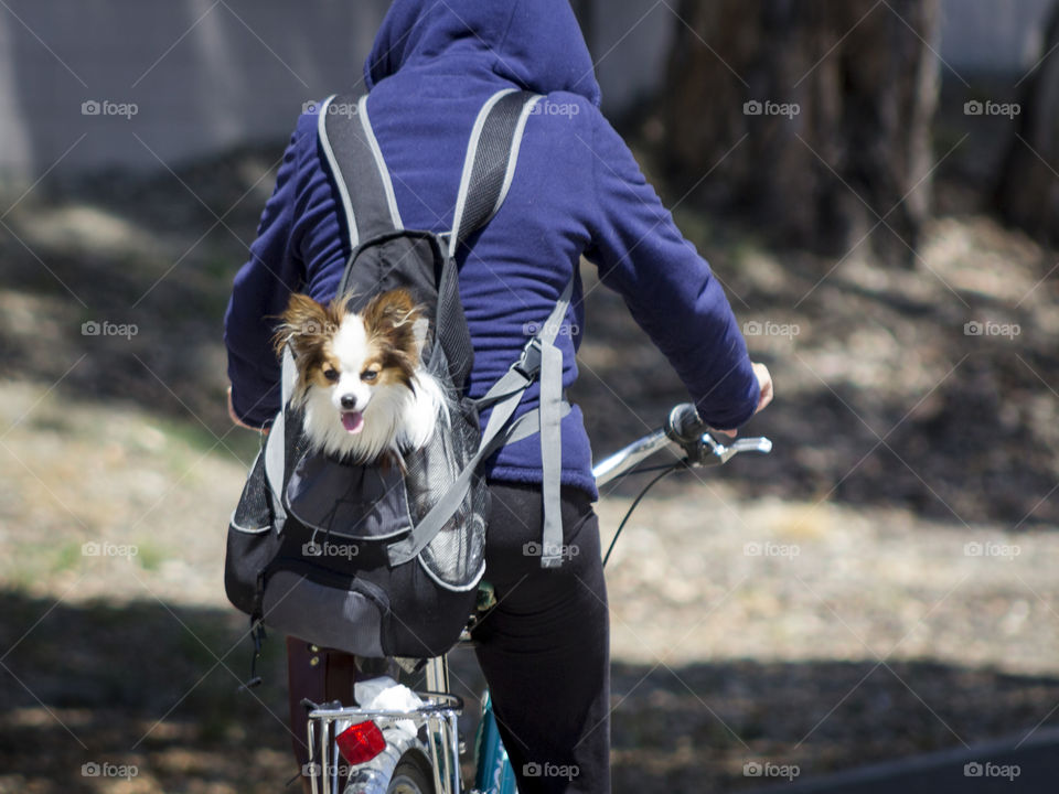 Dog hitching a ride