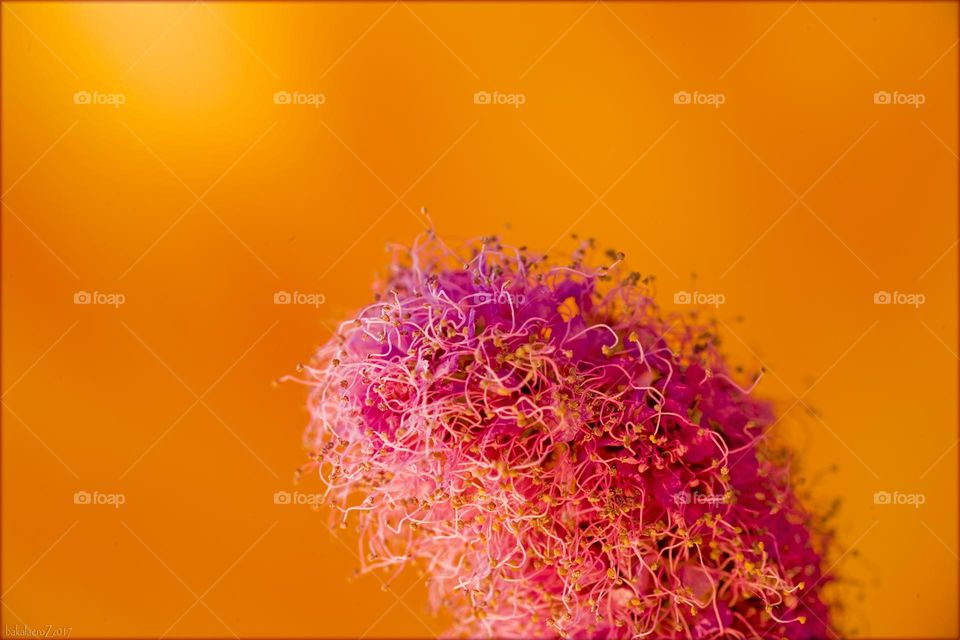 Blossoming flower close up background nature therapy summer mood positive vibes wonderful time hustling daydreaming naturalism macro microcosmos