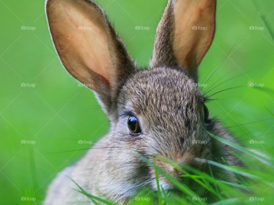 Close up of a rabbit in a park