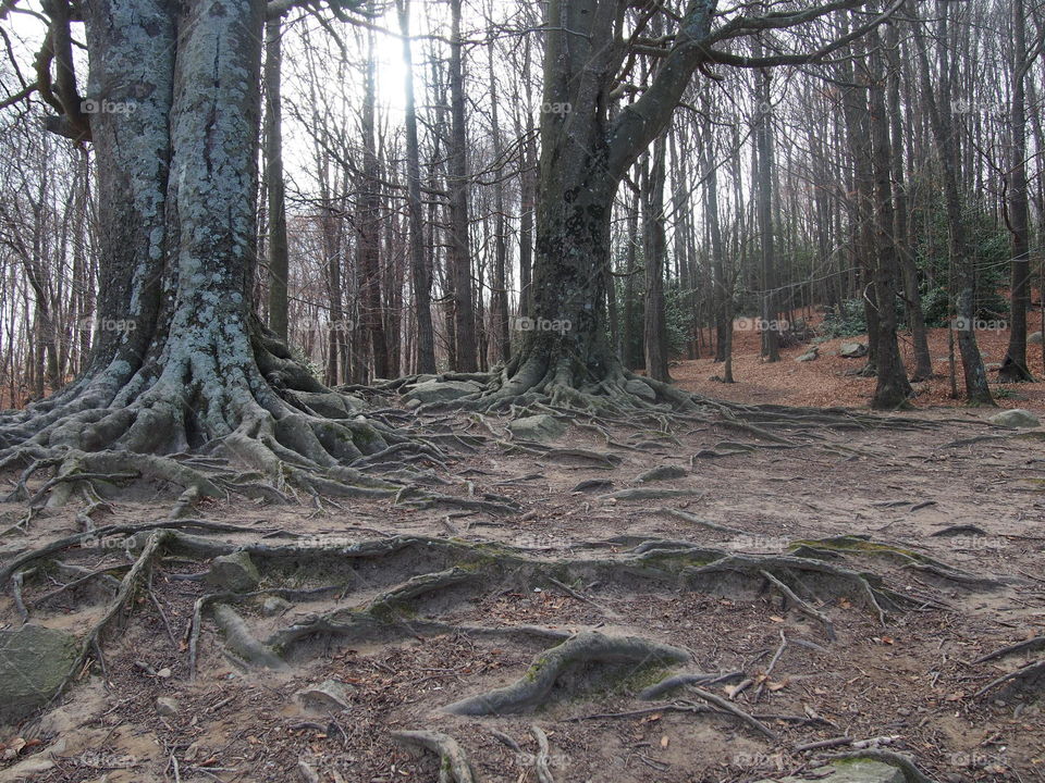 Trees and roots