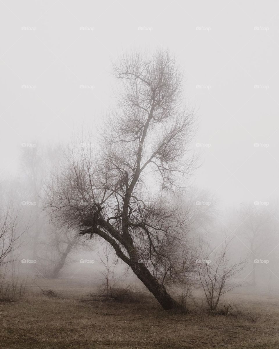 One tree on a foggy winter morning in Kharkiv 🤍