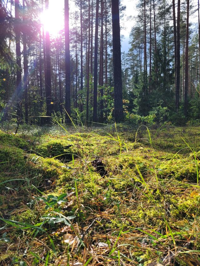 nature