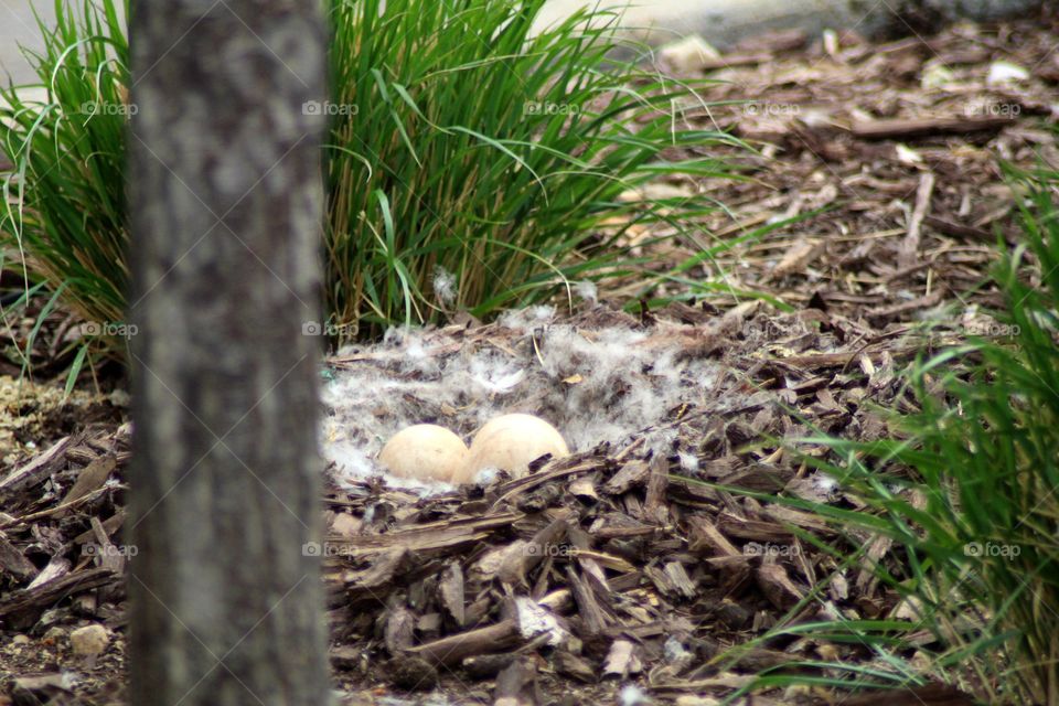 Goose Nest with Eggs