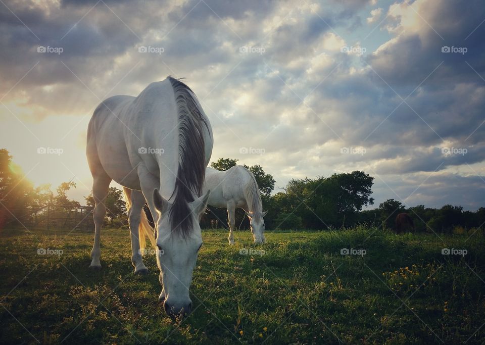 Grazing at sunset in Texas USA