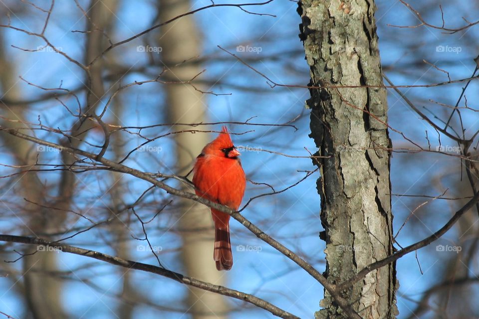 Handsome Mr. Cardinal shining bright on a cold winter day